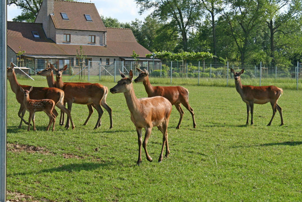 'T Leeg Huys Villa Lo-Reninge Room photo